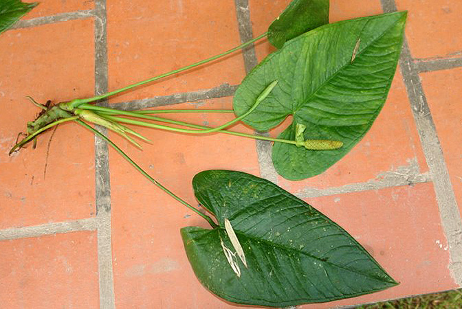 Anthurium versicolor