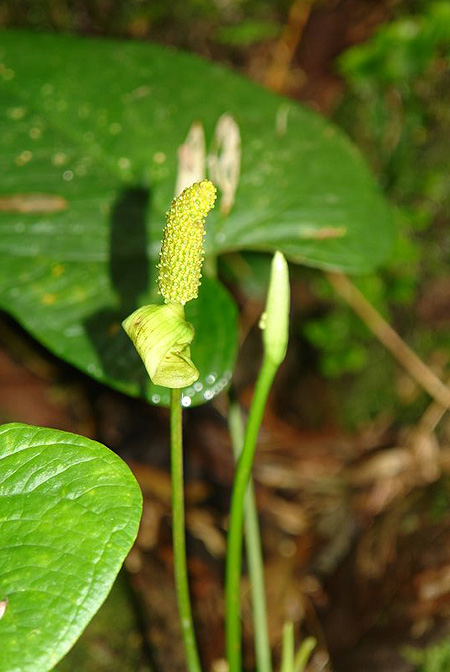 Anthurium versicolor