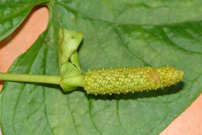 Anthurium versicolor