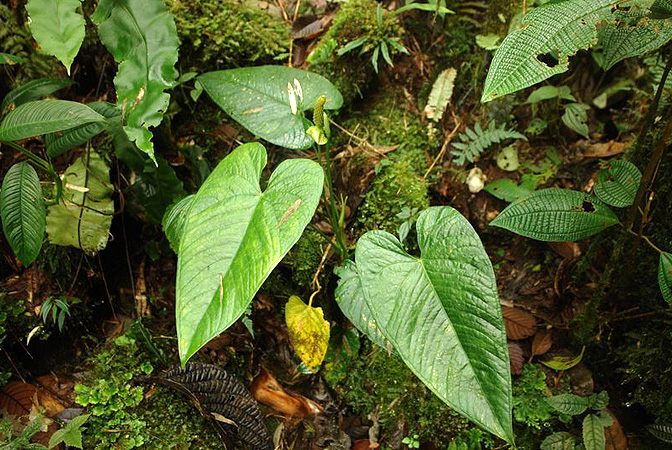 Anthurium versicolor