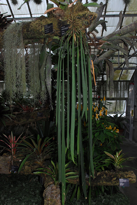 Anthurium vittariifolium