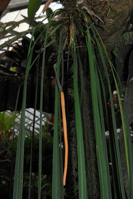 Anthurium vittariifolium