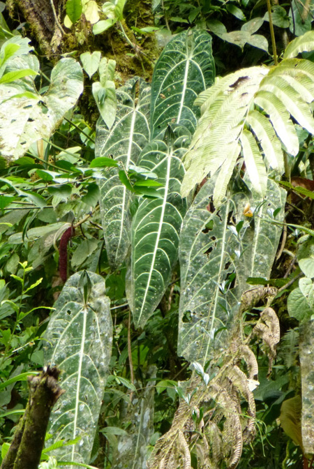 Anthurium warocqueanum