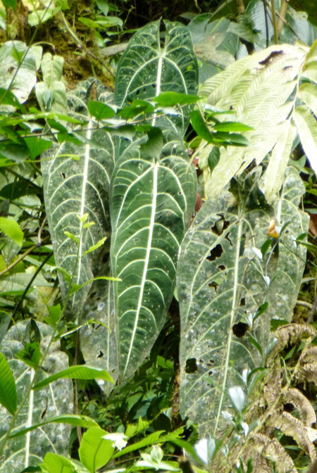 Anthurium warocqueanum