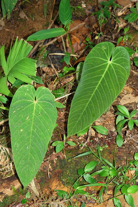 Anthurium waterburyanum