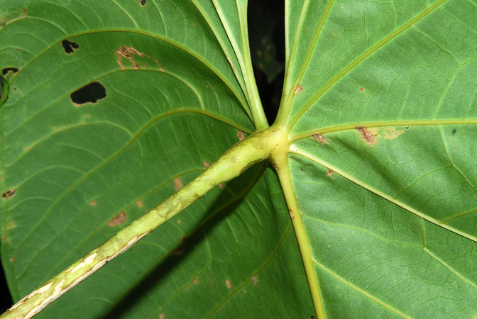 Anthurium waterburyanum