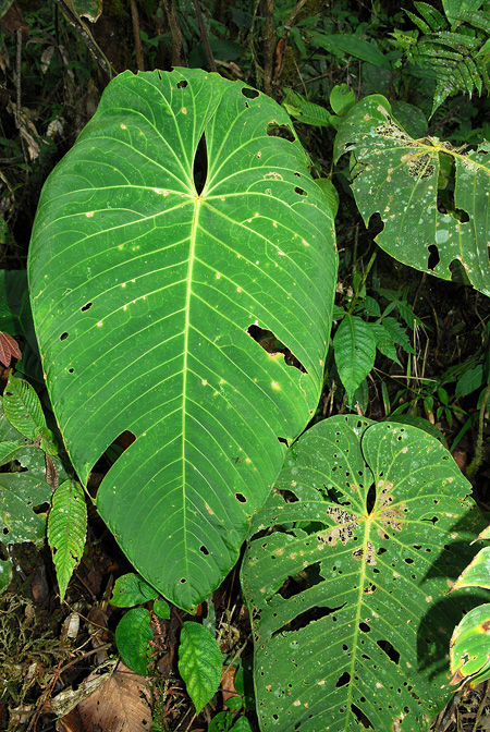 Anthurium waterburyanum