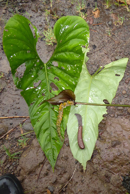 Anthurium watermaliense