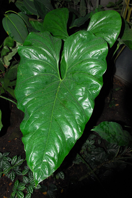 Anthurium watermaliense