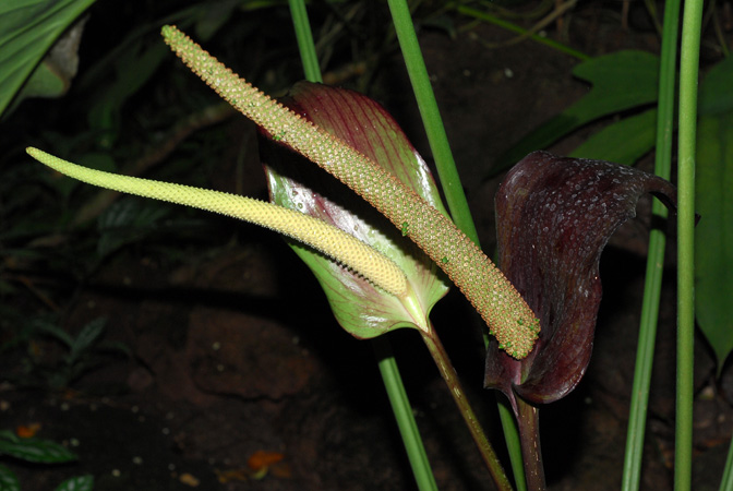Anthurium watermaliense