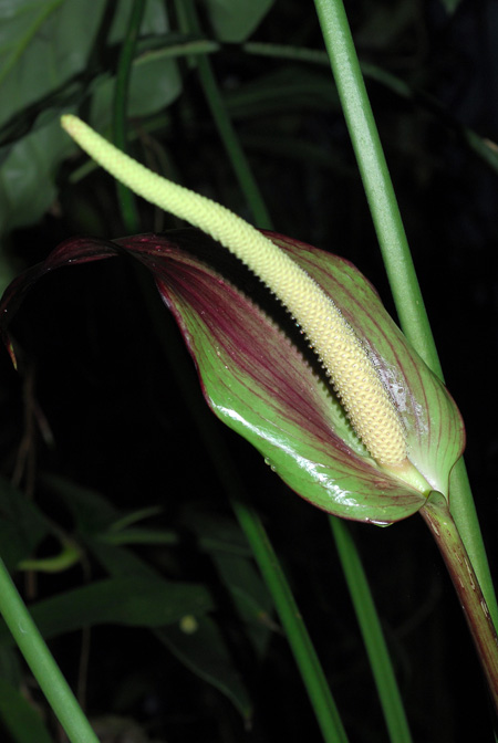 Anthurium watermaliense