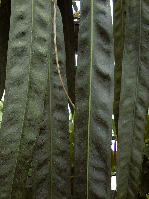 Anthurium wendlingeri