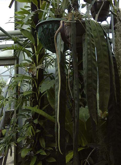Anthurium wendlingeri