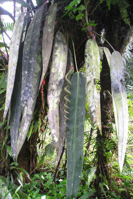 Anthurium wendlingeri