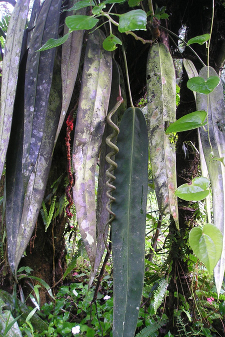 Anthurium wendlingeri