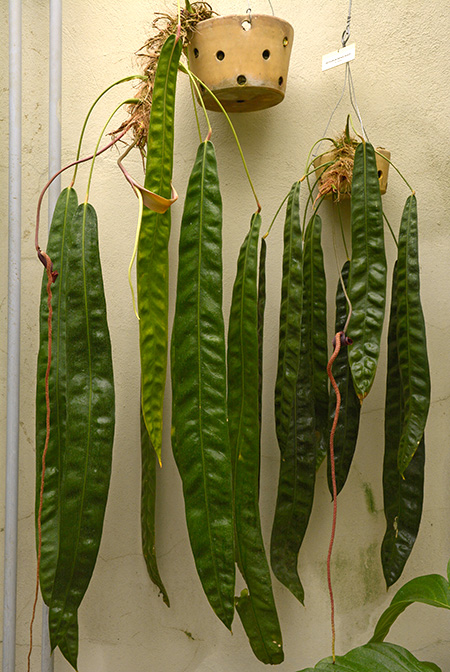 Anthurium wendlingeri