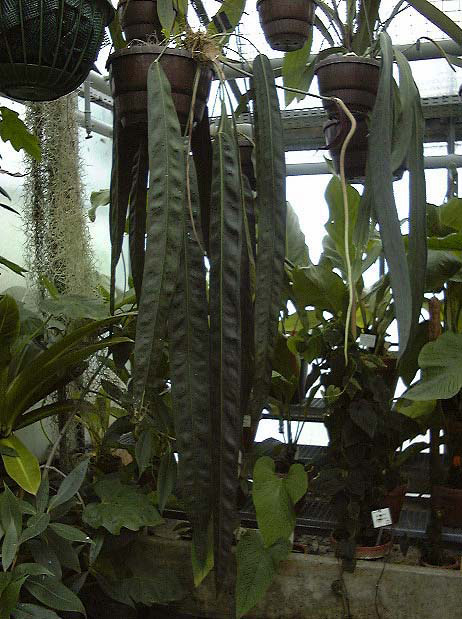 Anthurium wendlingeri