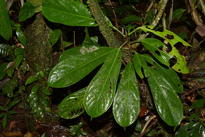 Anthurium whitmorei