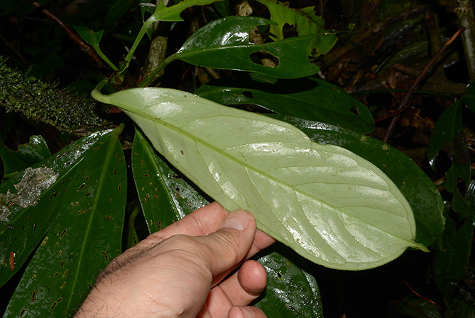 Anthurium whitmorei
