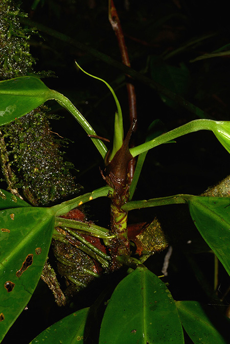 Anthurium whitmorei