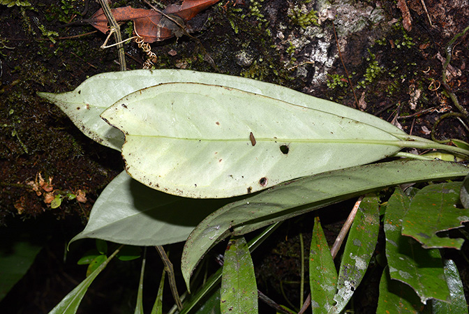 Anthurium whitmorei