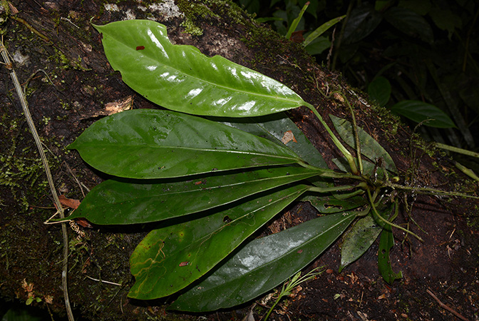Anthurium whitmorei