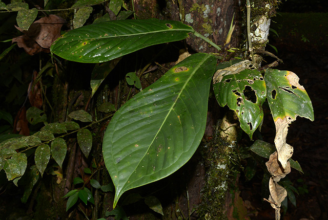 Anthurium whitmorei