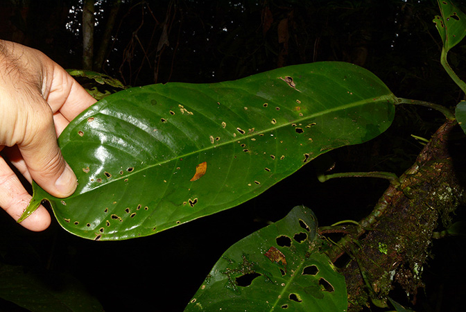 Anthurium whitmorei