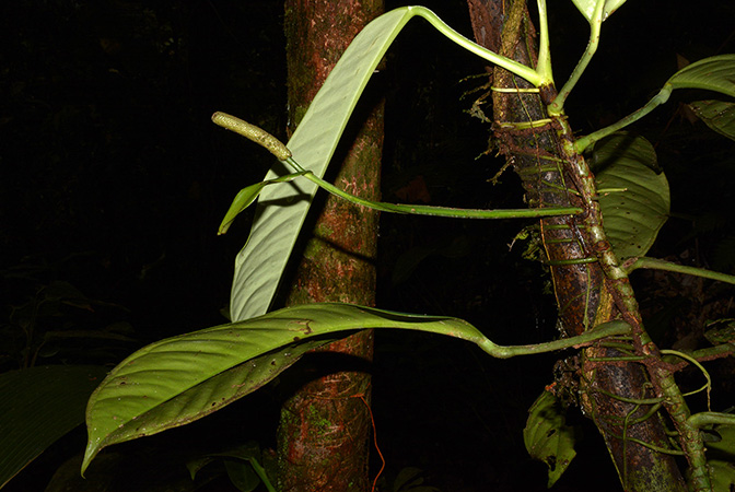 Anthurium whitmorei