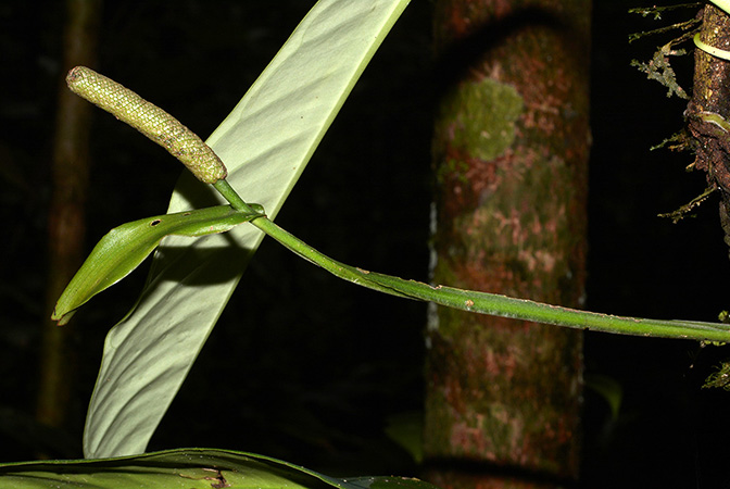 Anthurium whitmorei