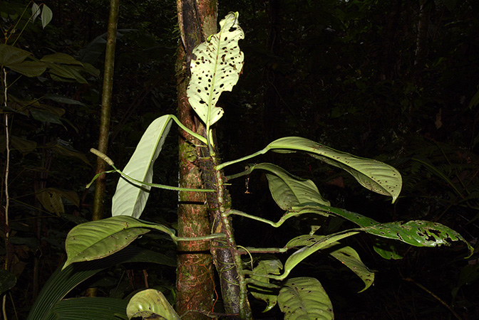 Anthurium whitmorei