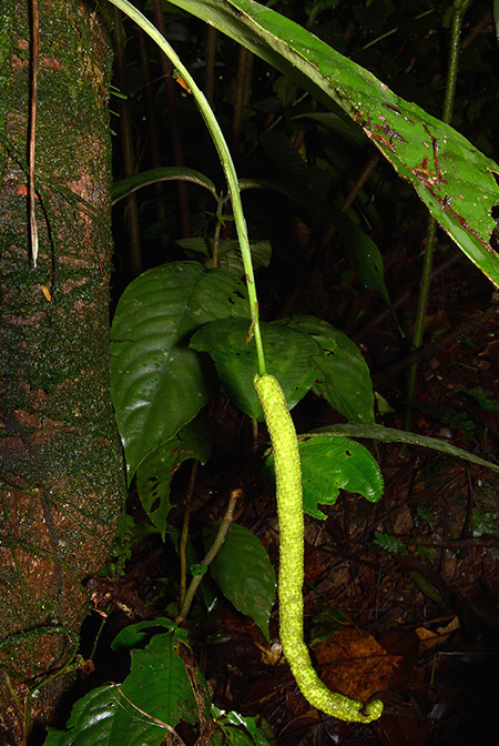 Anthurium whitmorei