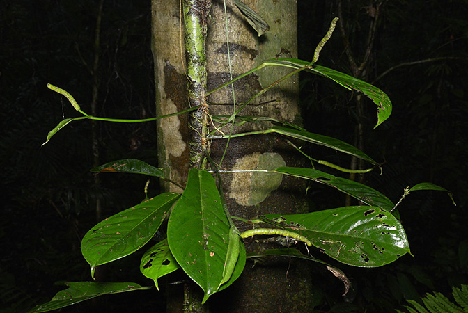 Anthurium whitmorei