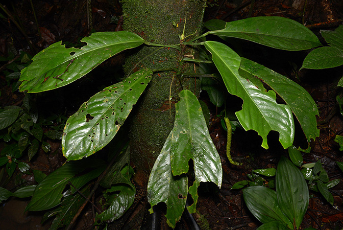 Anthurium whitmorei