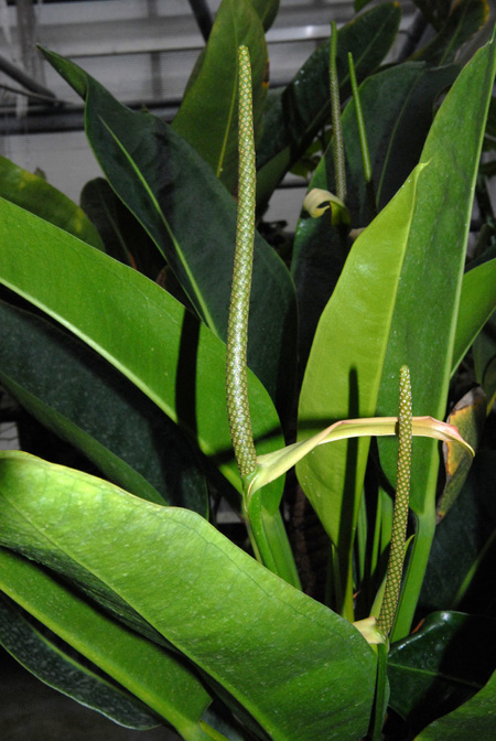Anthurium willdenowii