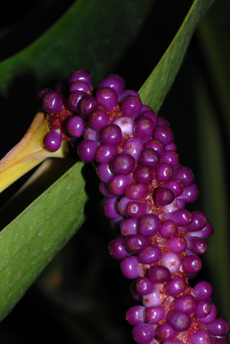 Anthurium willdenowii