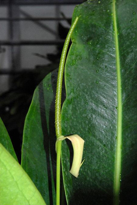 Anthurium willdenowii
