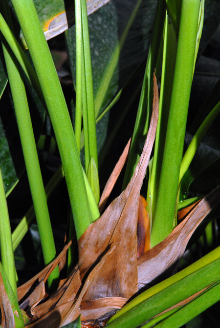 Anthurium willdenowii