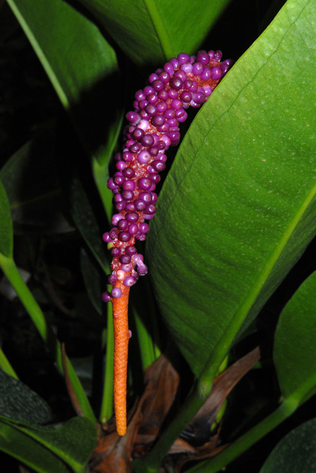 Anthurium willdenowii