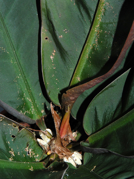 Anthurium willifordii