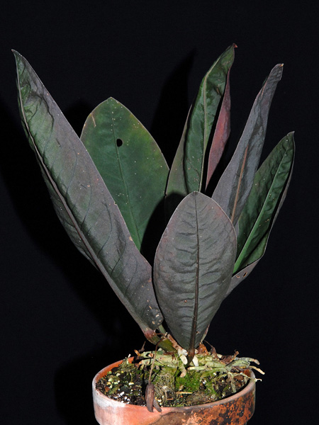 Anthurium willifordii