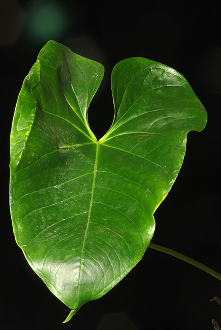 Anthurium yarumalense