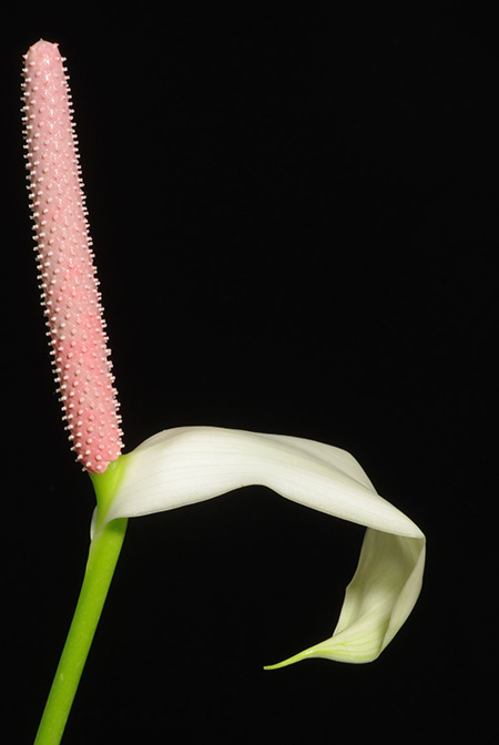 Anthurium yarumalense