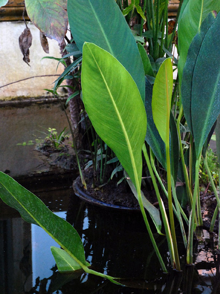 Anubias afzelii