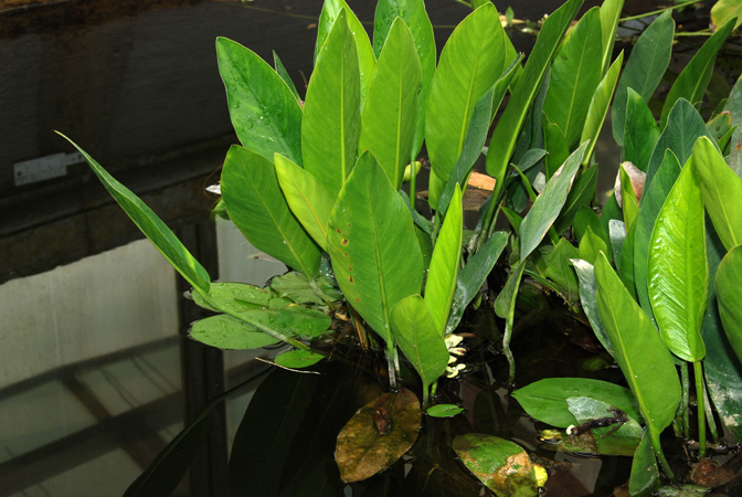 Anubias afzelii