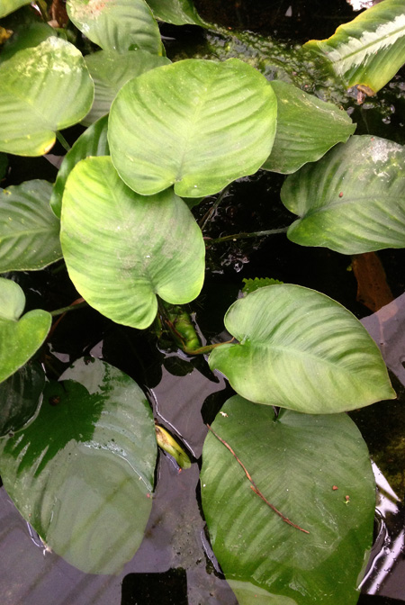 Anubias barteri