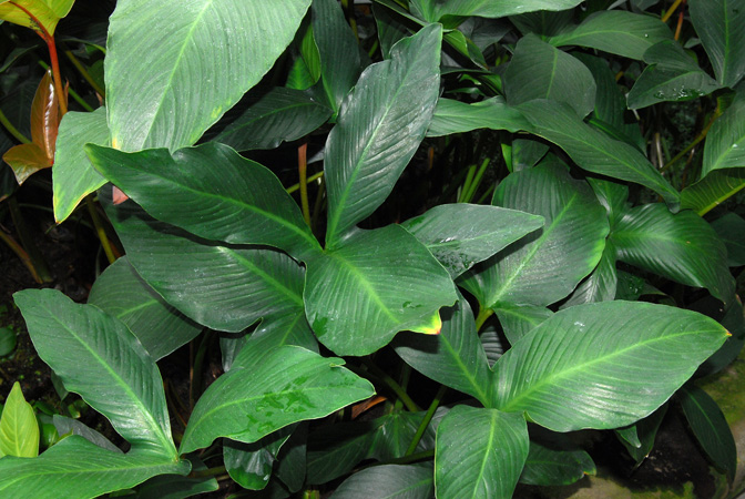 Anubias gigantea