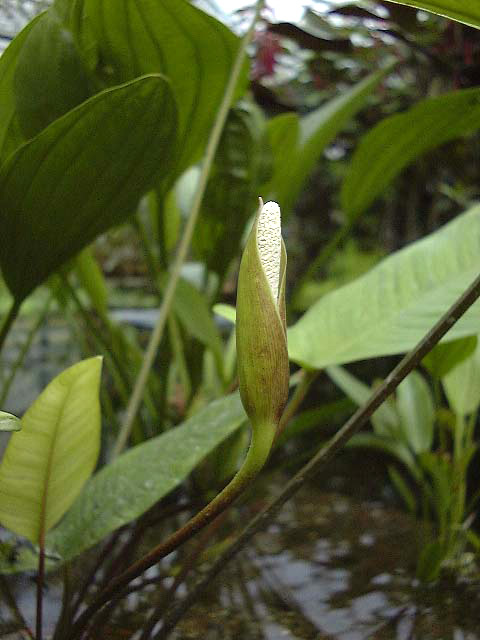 Anubias gilletii