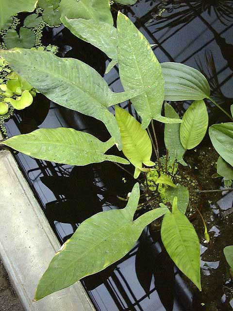 Anubias gilletii