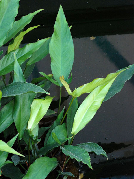 Anubias hastifolia